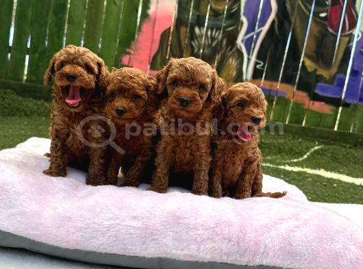 Ruhsatli Poodle Evi̇nden Erkek Di̇şi̇ Poodle Bebekleri̇m