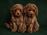 Toy Poodle Irkının En Güzeli Mükemmel Yavrular