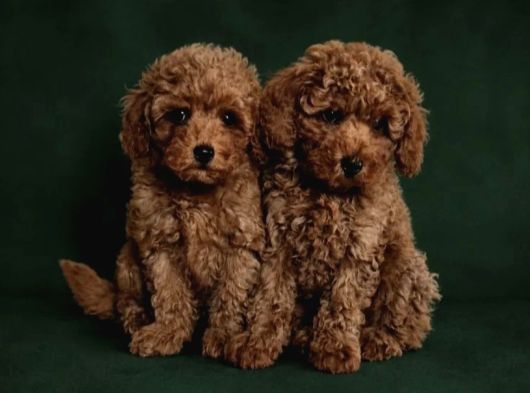 Toy Poodle Irkının En Güzeli Mükemmel Yavrular