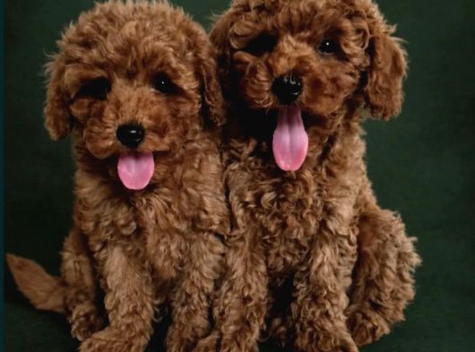 Toy Poodle Irkının En Güzeli Mükemmel Yavrular görsel