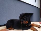 Macar Koca Kafa Secereli Soy Rottweiler Yavrular
