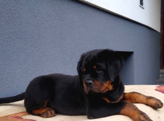 Macar koca kafa secereli soy rottweiler yavrular