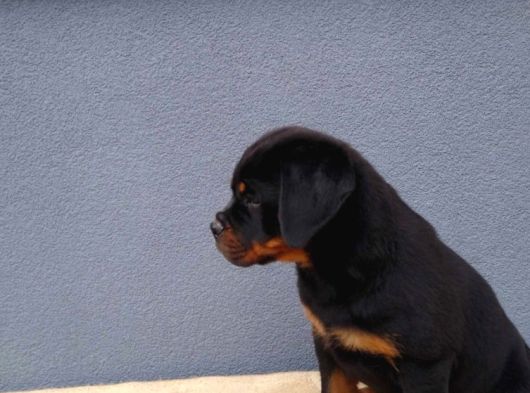 Macar Koca Kafa Secereli Soy Rottweiler Yavrular görsel