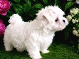 Maltese Terrier Yavru Aşıları Tam Harika Yavrular
