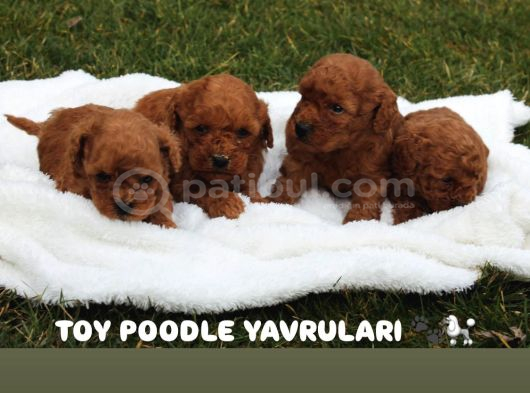 Safkan Toy Poodle Yavrulari
