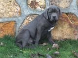 Üst Sevi̇ye Dev Cane Corsa Yavrulari