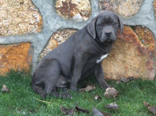 Üst Sevi̇ye Dev Cane Corsa Yavrulari görsel