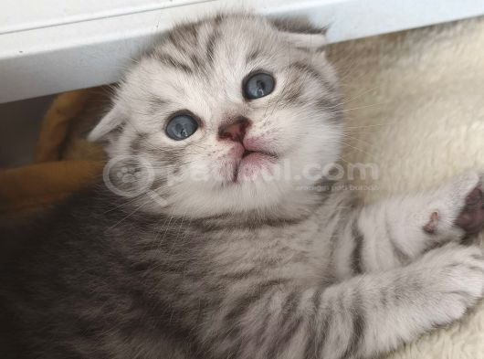 Mınık Güzeller Rezerveye Acıldı Mamak görsel