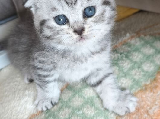 Mınık Güzeller Rezerveye Acıldı Mamak görsel