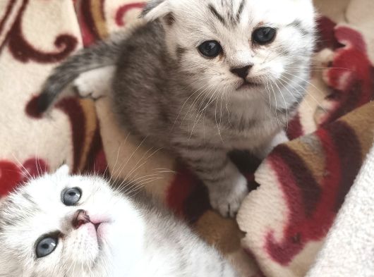 Mınık Güzeller Rezerveye Acıldı Mamak görsel