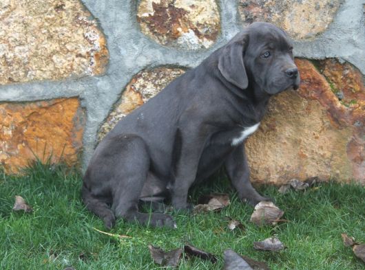Üst Sevi̇ye Dev Cane Corsa Yavrulari