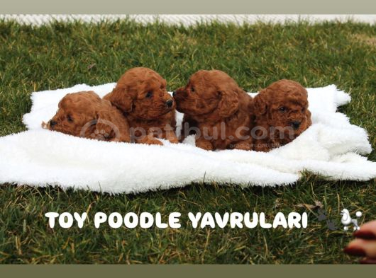 Safkan Toy Poodle Yavrulari görsel