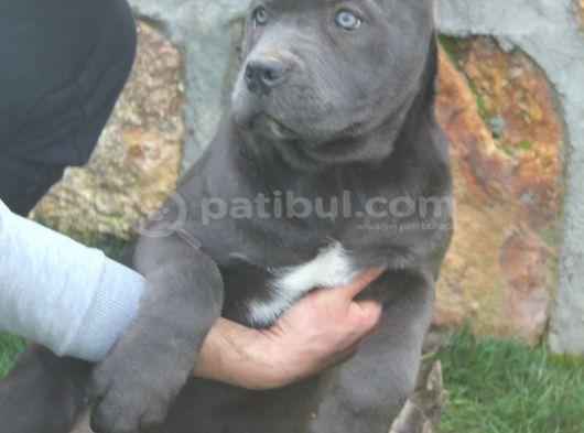 Üst Sevi̇ye Dev Cane Corsa Yavrulari görsel