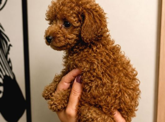 Toy Poodle Red Yavru Erkek Dişi Tüm Türkiye Teslimat Aşılı görsel