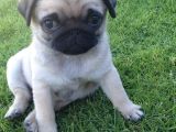 Pug Mops Yavrular Ev Üreti̇mi̇