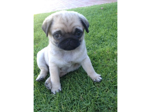 Pug Mops Yavrular Ev Üreti̇mi̇ görsel