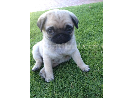 Pug Mops Yavrular Ev Üreti̇mi̇ görsel