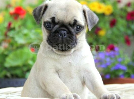 PUG MOPS YAVRULAR EV ÜRETİMİ