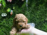 Toy Poodle Sevi̇mli̇ Yavrular Ev Üreti̇mi̇