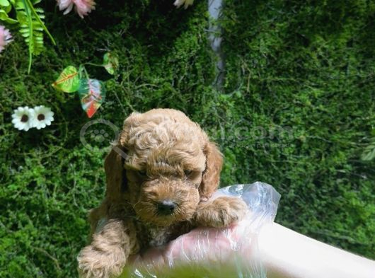 Toy Poodle Sevi̇mli̇ Yavrular Ev Üreti̇mi̇