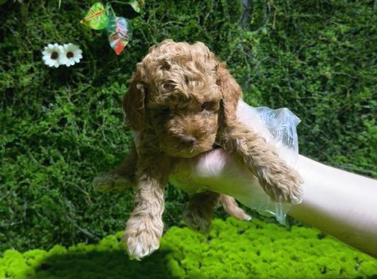 Toy Poodle Sevi̇mli̇ Yavrular Ev Üreti̇mi̇ görsel