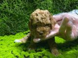 Toy Poodle Sevi̇mli̇ Yavrular Ev Üreti̇mi̇