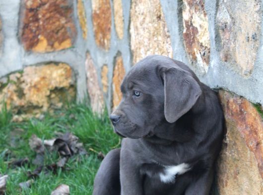 Üst Sevi̇ye Dev Cane Corsa Yavrulari görsel