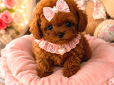 Kore Teacup Poodle Yavrularımız