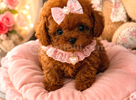 Kore Teacup Poodle Bebeklerimiz görsel