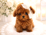 Orijinal Kore Teacup Poodle Yavrularımız