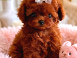 Irk Garantili Teacup Poodle Bebeklerimiz