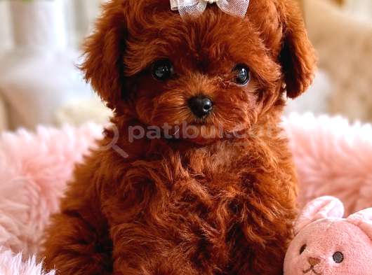 Kore Teacup Poodle Bebeklerimiz görsel