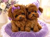 Kore Teacup Poodle Yavrularımız