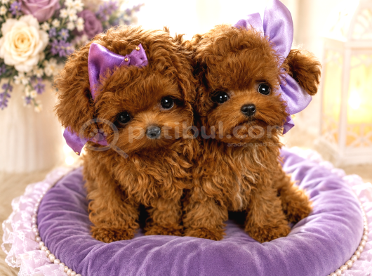 Kore Teacup Poodle Bebeklerimiz görsel