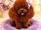 Kore Teacup Poodle Yavrularımız