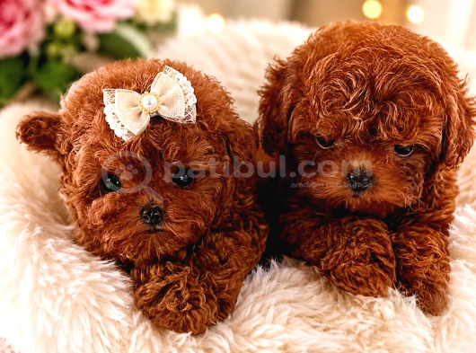 Kore Teacup Poodle Yavrularımız