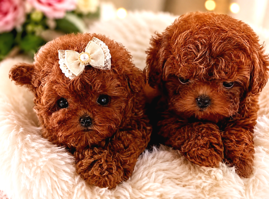 Kore Teacup Poodle Yavrularımız görsel