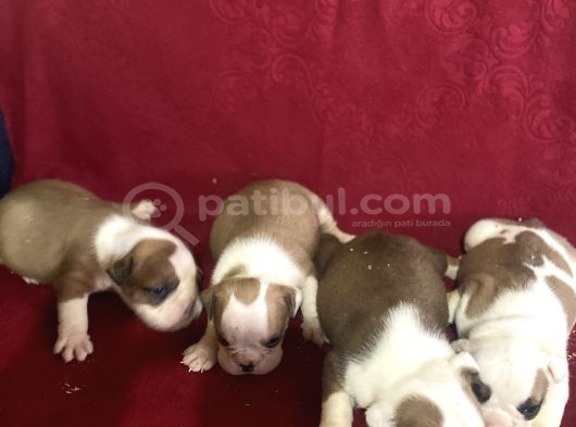 Safkan Ingiliz Buldog Bebekler görsel