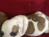 Safkan Ingiliz Buldog Bebekler