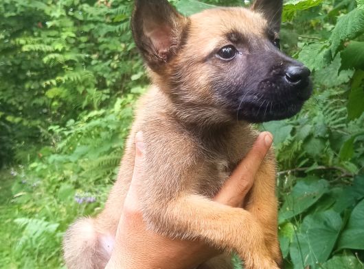 Belçika Malinois Köpeği