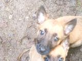 Belçika Malinois Köpeği