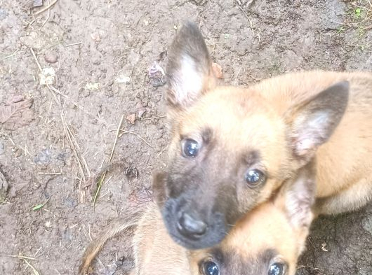 Belçika Malinois Köpeği görsel