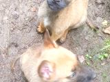 Belçika Malinois Köpeği
