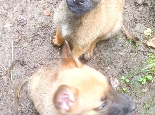 Belçika Malinois Köpeği görsel