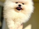 Beyaz Ayicik Pomerani̇an Boo