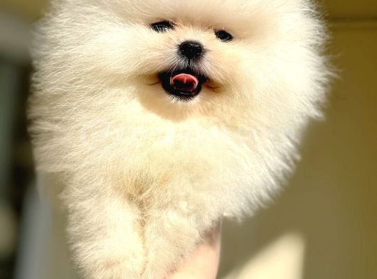 Beyaz Ayicik Pomerani̇an Boo görsel