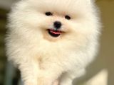 Beyaz Ayicik Pomerani̇an Boo