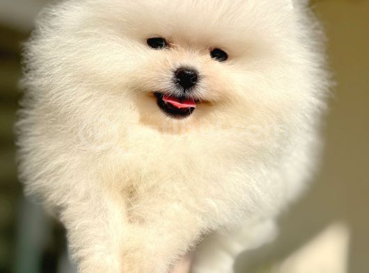 Beyaz Ayicik Pomerani̇an Boo görsel