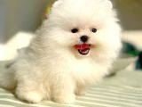 Beyaz Ayicik Pomerani̇an Boo