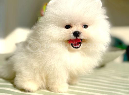 Beyaz Ayicik Pomerani̇an Boo